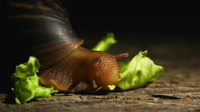 The giant snail Akhatina eats a green leaf of fresh lettuce. Macro video shooting in real time.