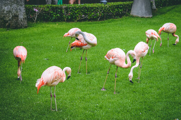 pink flamingos on zoo