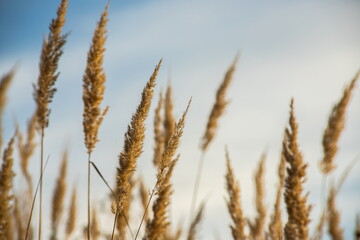 Fototapeta premium Dry grass flowers in the sky background. Close view of grass stems against sky. Calm and natural background.