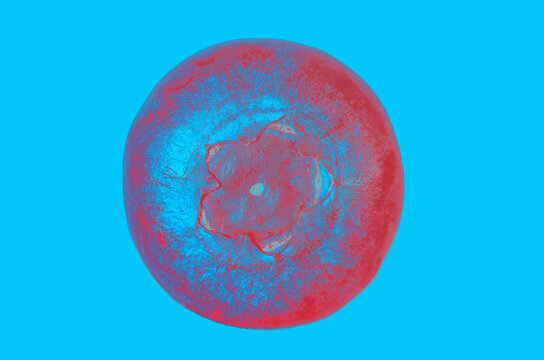 posterized blueberry berry on a blue background close-up. processing, design