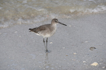 Willet on beach in Naples Florida