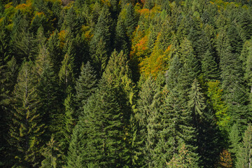 Autumn forest in the Italian alps. Coniferous trees in the Alps top view. Forest plantations in the European Alps. Autumn in the mountains of Italy.