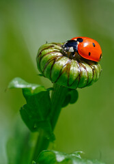 Seven-spot ladybird (Coccinella magnifica) on a bud in bright morning light. Marienkäfer auf einer Knospe im Morgenlicht