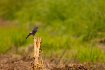 Black redstart bird  ,Phoenicurus ochruros, on dry hemp in autumn