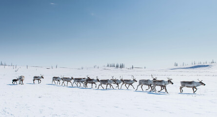 running herd of reindeer, Russia, Siberia, Yamal