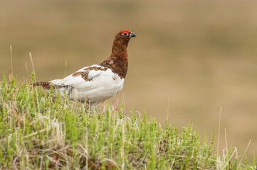 male northern partridge during the rutting season