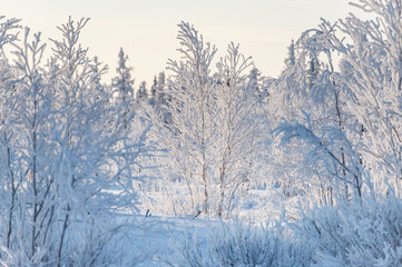 Obraz na płótnie Canvas the winter's tale, winter landscape, Russia, Siberia