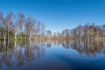 reflection in the spring flood