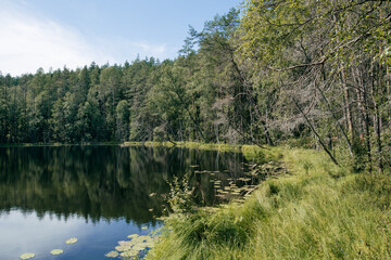 Fototapeta na wymiar small forest lake surrounded by trees 