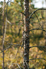 pine tree with dry bark in the forest 