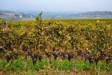 Fototapeta na wymiar Ripe black or blue syrah wine grapes using for making rose or red wine ready to harvest on vineyards