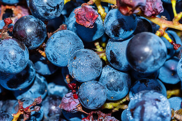 Ripe black or blue syrah wine grapes using for making rose or red wine ready to harvest on vineyards