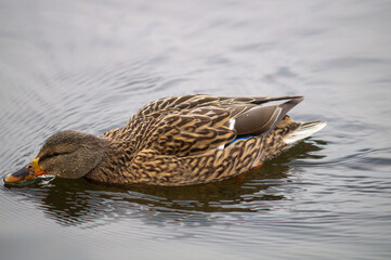 Ente beim schwimmen
