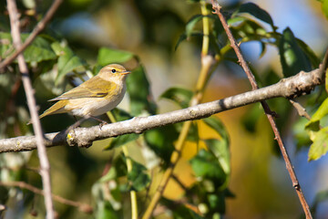 Common chiffchaff ( Phylloscopus collybita )  the branch in autumn