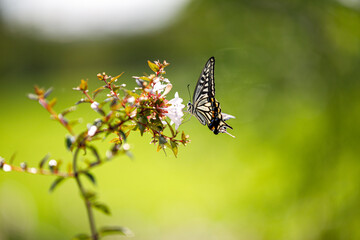 butterfly on a flower