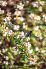 flower garden and butterfly