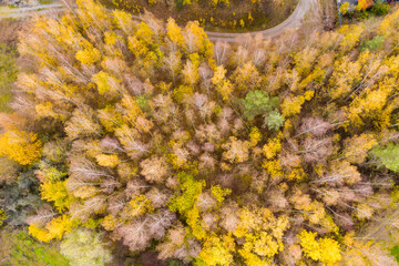 Top view of a small grove of deciduous trees in late autumn 