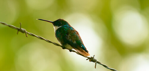 Colibrí en descanso © Mario Petru