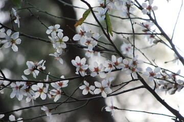 First attempt for my photography history
