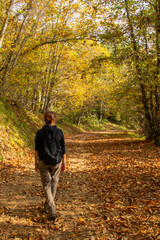 Fototapeta premium Woman trekker with a backpack walks in the autumn forest in the mountains
