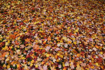 A carpet of fallen leaves in autumn