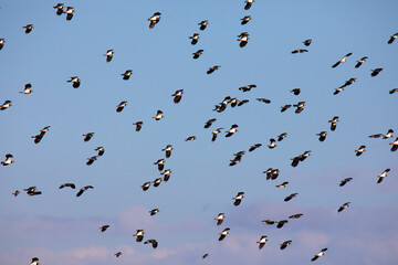 Flock of seagulls against the blue sunset sky