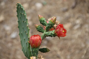 First attempt for my photography history
