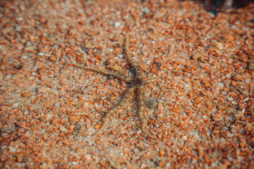 The beautiful nature of Egypt. Black starfish in the sea. Wildlife of the Red Sea.