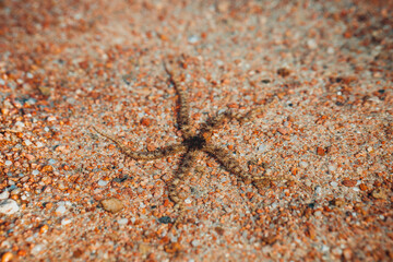 The beautiful nature of Egypt. Black starfish in the sea. Wildlife of the Red Sea.