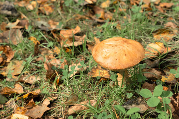 One big mushroom in the autumn forest. Nature, harvest concept. Selective focus
