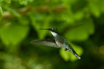 Colibrí © Mario Petru