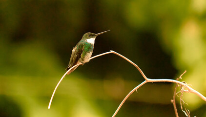 Colibrí © Mario Petru