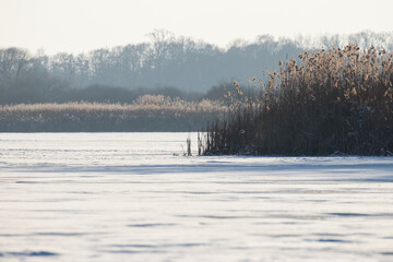 The landscape of the fish pond in winter, the habitat and refuge of wild animals in winter. A pond covered with snow, reeds, a nature reserve