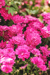 Fototapeta premium Bush of pink chrysanthemums with green leaves closeup. Lovely autumn garden flowers background. Beautiful floral wallpaper. Selective focus. Vertical photo.