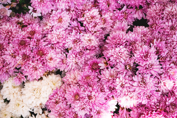 Bush of light pink chrysanthemums background. Beautiful fall garden flower pattern. Bunch of flower heads closeup. Floral wallpaper. Selective focus. Top view, flat lay.