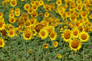 Obraz premium Sonnenblumenfeld