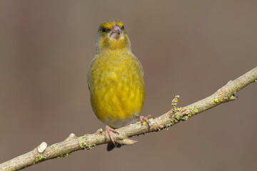 Green finch Chloris chloris stting on a branch