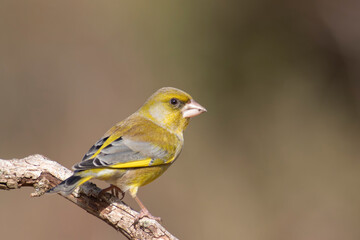 Obraz premium Green finch Chloris chloris stting on a branch
