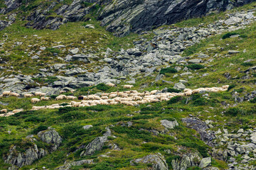 A herd of sheep at the transfaragasan in the carpathian of romania