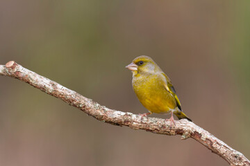 Obraz premium Green finch Chloris chloris stting on a branch