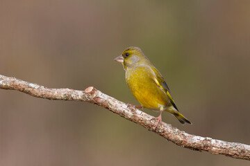 Green finch Chloris chloris stting on a branch