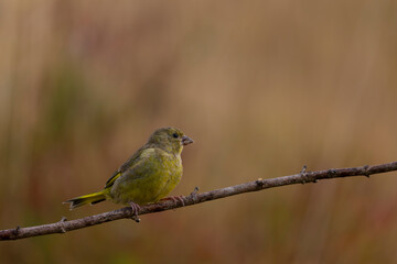 Fototapeta premium Green finch Chloris chloris stting on a branch