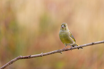 Green finch Chloris chloris stting on a branch