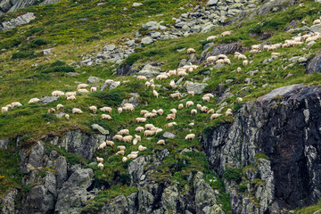 A herd of sheep at the transfaragasan in the carpathian of romania