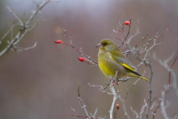 Green finch Chloris chloris stting on a branch