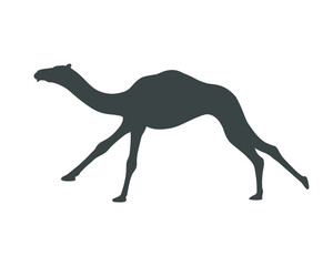 Camel graphic icon. Running camel black sign isolated on white background. Symbol camel race. Vector illustration