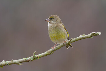 Green finch Chloris chloris stting on a branch