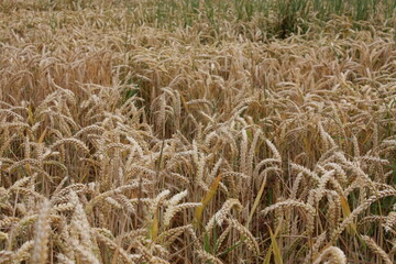 Grain field in summer