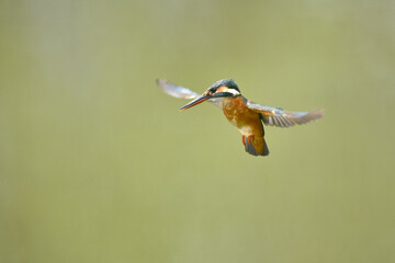 ホバリング中のカワセミ