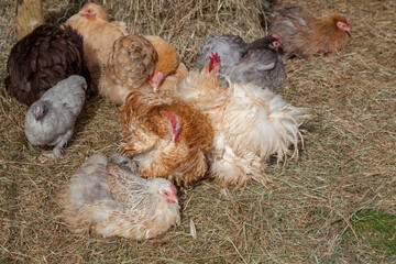 Cluster of chickens resting on the grass